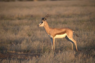 Namibya savanındaki erkek ceylan antilobu.