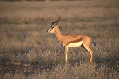 Kruger Park 'taki kırmızı Impala.