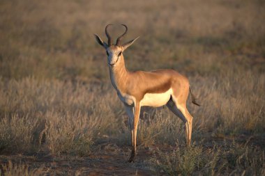 red impala in the kruger national park, south africa
