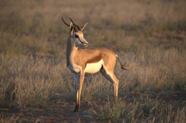 Beyaz Impala çimlerin üzerinde