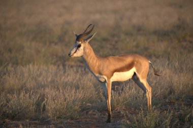 red antelope in the savannah