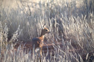 Kızıl geyik (rucervus ruruus), Hollanda, Veluwe ulusal parkında, ormandaki çimlerin üzerinde durur..
