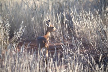 Kırmızı Geyik, Cervus Elaphus