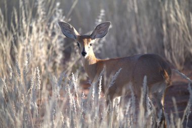 Tarlada geyik, bitki ve hayvan