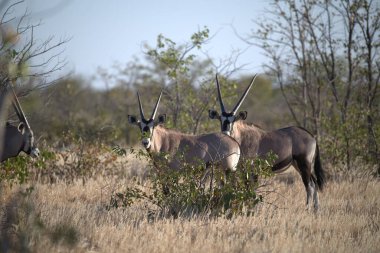 Çimenlerde otlayan bir grup ceylan.