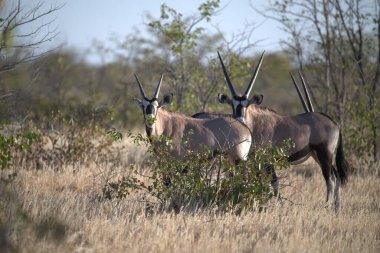 Bir grup beyaz - vahşi, taepacus tachachaus, çimlerde, etosha 'da