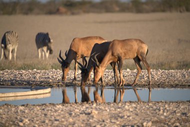 bir çift antilop (taest conconcontaetes taetes), etosha ulusal parkı, namibya, afrika