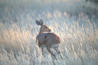 Vahşi doğada beyaz geyik