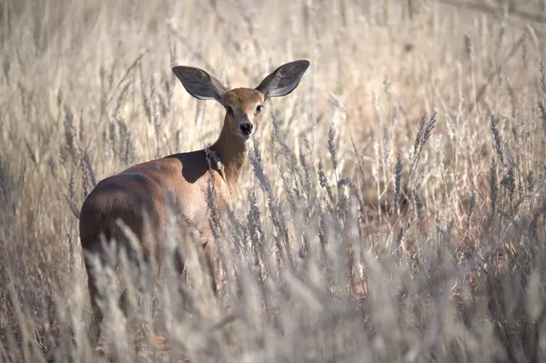 Doğal ortamda güzel bir geyik
