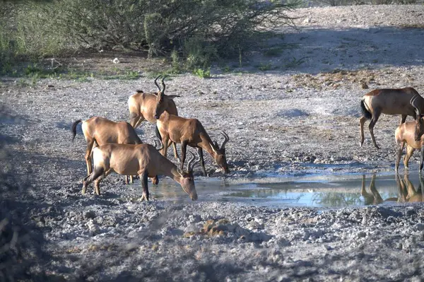 Vahşi su boku - Kenya bozkırında antilop