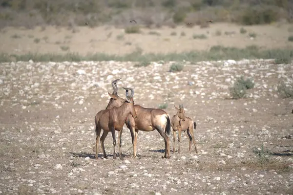 Vahşi hayvanlar, seçici odaklanma