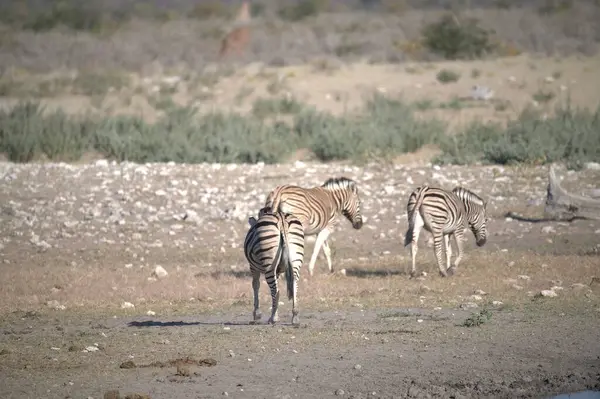 Etoşa parkında zebra, namibya