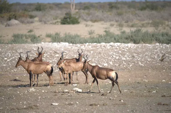 Vahşi doğadaki bir grup vahşi antilop.