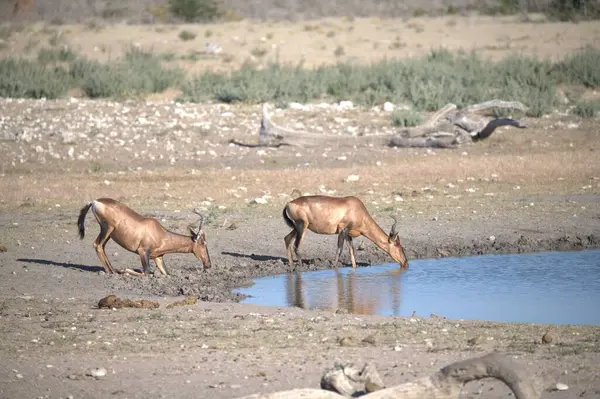 Vahşi hayvanlar, doğa geçmişi