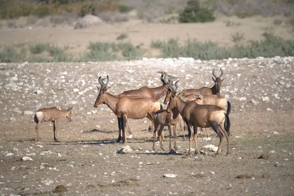 Amerika 'daki Utah çölünde vahşi atlar.