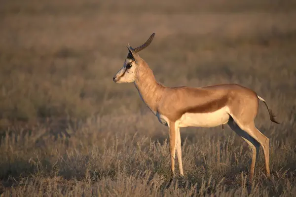 Antilop, antilop, Afrika antilobu