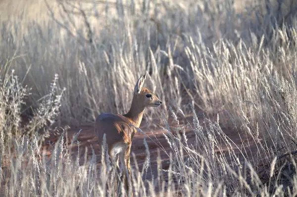 Kış boyunca ormanda kırmızı geyik