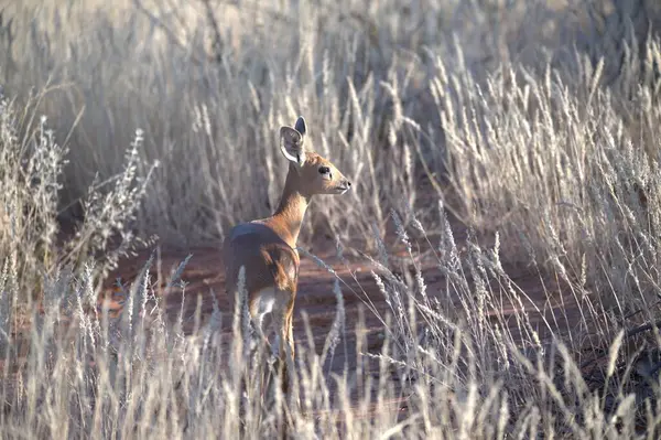 Kırmızı Geyik, Cervus Elaphus