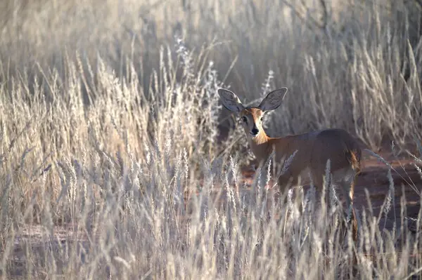 Ormandaki kırmızı geyik