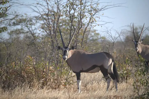 Kukuor Afrika antilobu (