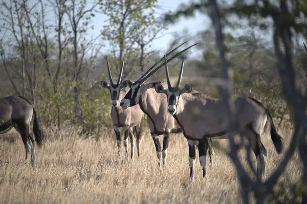 Parkta bir grup geyik