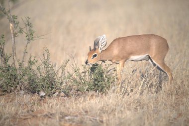 Vahşi doğada geyik