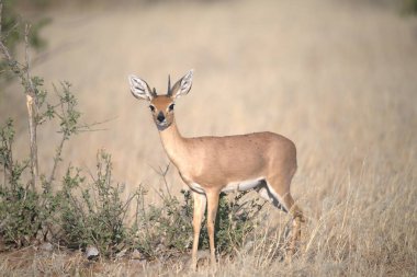 kızıl geyik (elagelus ruelus), elagagelus, Almanya 'daki ulusal parkta.