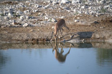 Şirin bir kuşun yakın plan fotoğrafı.