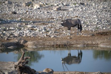Sudaki beyaz kuşun güzel bir görüntüsü.