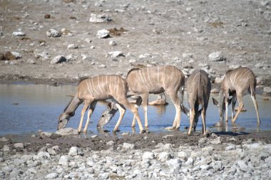 Etoşa Ulusal Park Namibya 'da Afrika su kuşu