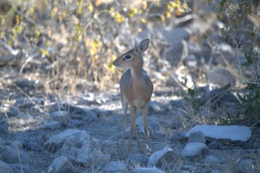 Güzel vahşi geyik doğal yaşam alanında.