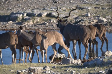 Dağ vahşi hayvanlar