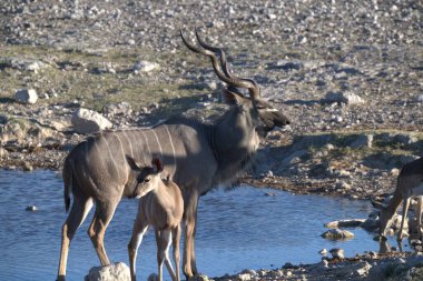 Vahşi hayvanlar vahşi doğada