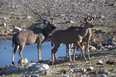 Etoşa 'daki bir grup Afrikalı sütyen.