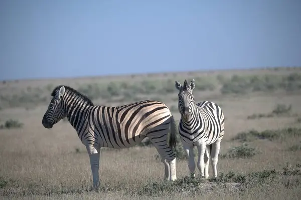 Çayırdaki zebra