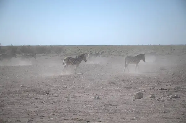 Çölde vahşi bir at sürüsü