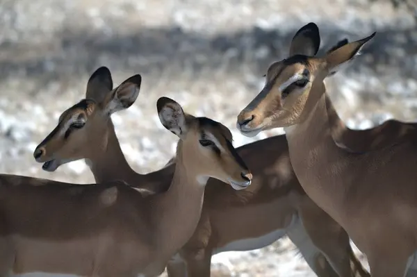 Vahşi doğada beyaz geyik, kış mevsimi
