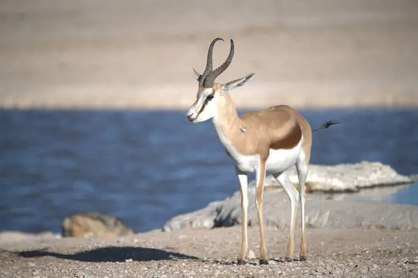 a beautiful view of a deer in the lake