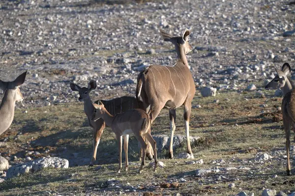 Dağlardaki vahşi geyikler
