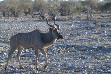 Çölde duran siyah geyiğin yakın plan fotoğrafı.