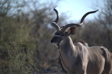 Ormanda beyaz bir geyiğin dikey görüntüsü.