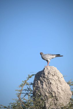 kırmızı - kuyruklu şahin (halietus ruruus )