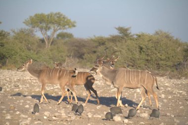 Çölde vahşi bir geyik sürüsü