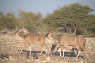 Afrika 'daki savanada bir grup vahşi hayvan.