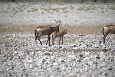 Vahşi Afrika antilopları bozkırda