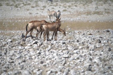 Etoşa Ulusal Parkı, Namibya, Afrika 'da vahşi Afrika antilobu (equus trachus) içme suyu.