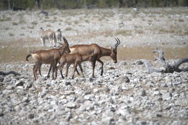 İsrail 'in kuzeyindeki dağlarda ormandaki bir grup vahşi hayvan.