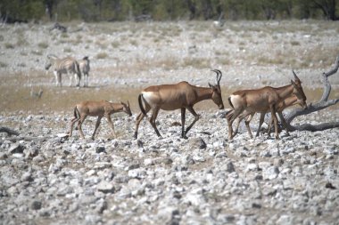 Vahşi hayvanlar doğada