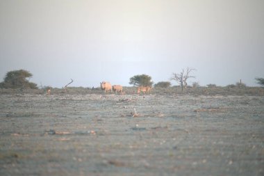 Çölde bir koyun sürüsü