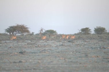 Savanada bir koyun sürüsü